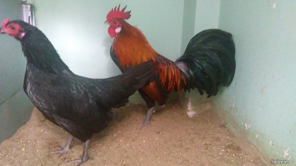 Gà tre Lai mỹ - 1