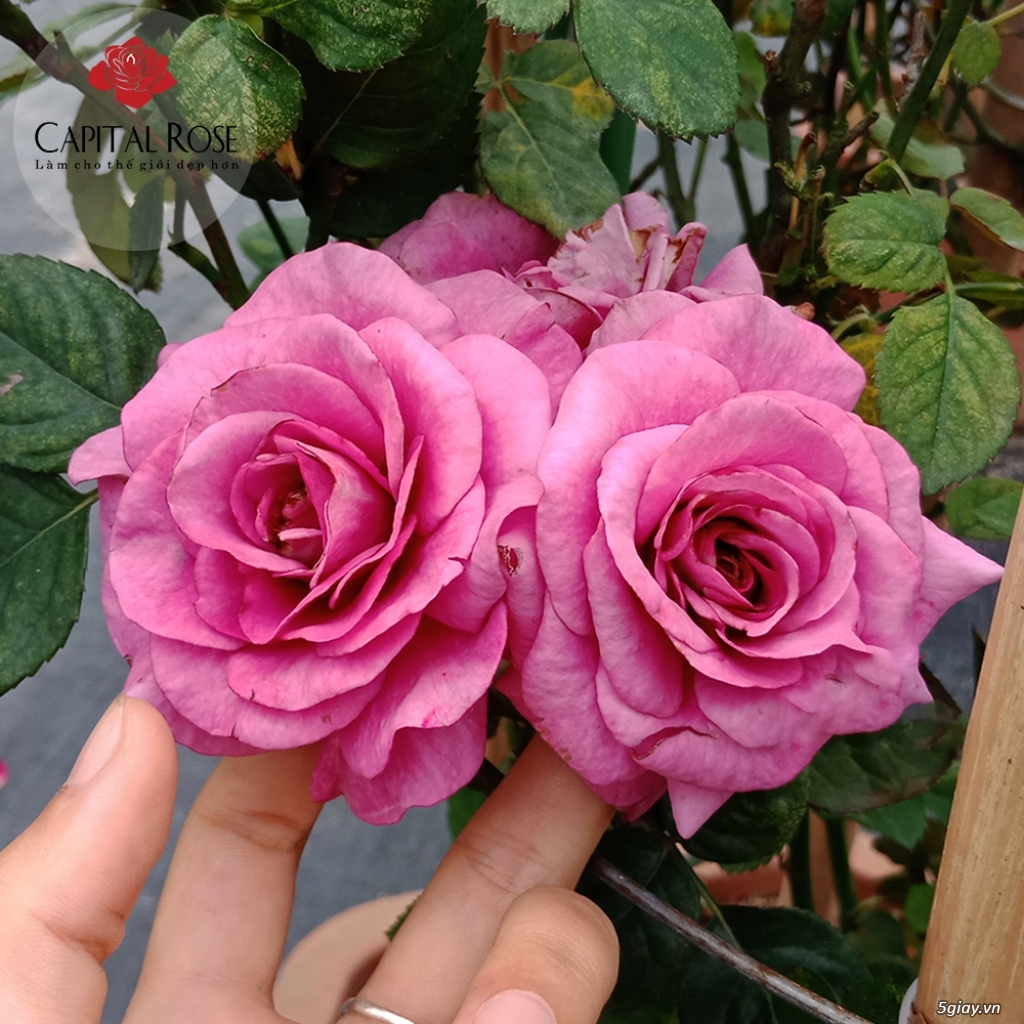 Hồng Tezza Tím – Hoa hồng bụi nhiệt đới căng tràn sức sống