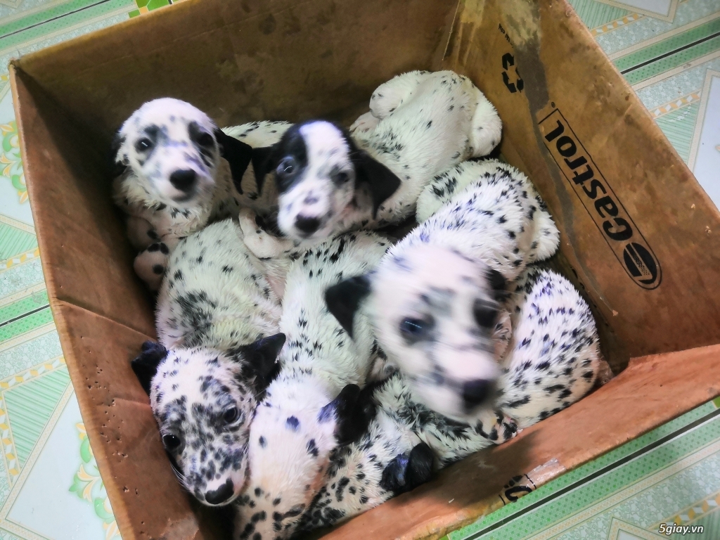 Cần bán chó Đốm Dalmatian gần 2 tháng tuổi - 1