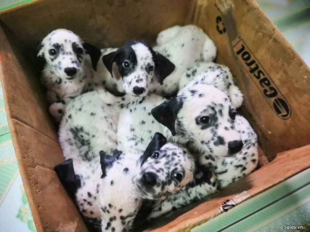 Cần bán chó Đốm Dalmatian gần 2 tháng tuổi