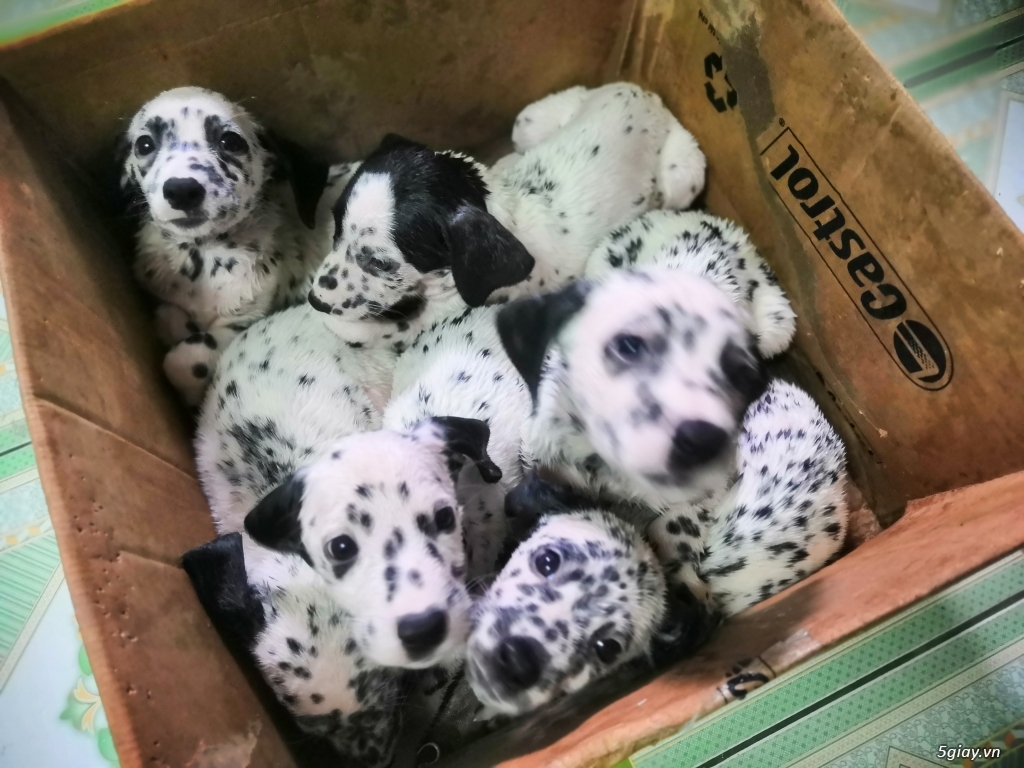 Cần bán chó Đốm Dalmatian gần 2 tháng tuổi - 2