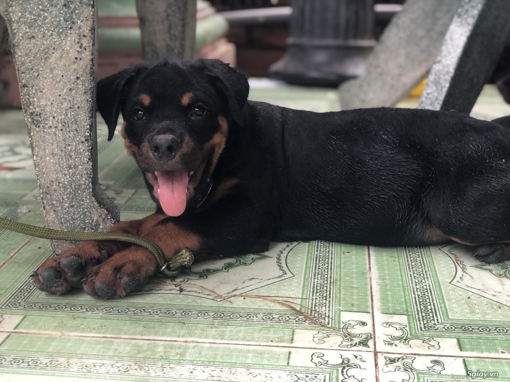 Bán chó rottweiler Secbia - 4