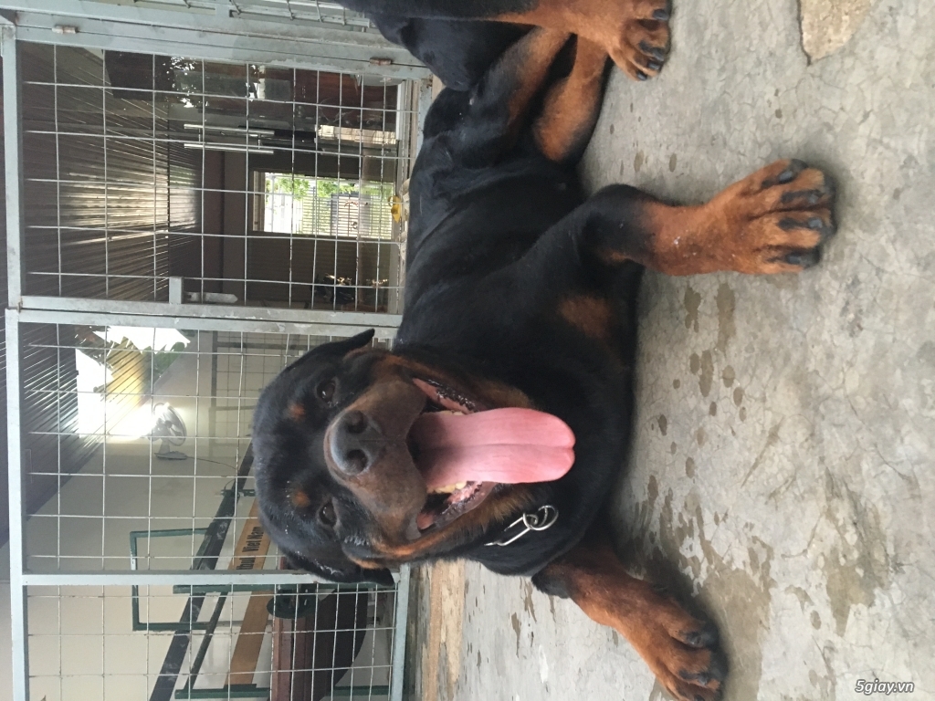 Bán chó rottweiler Secbia - 1