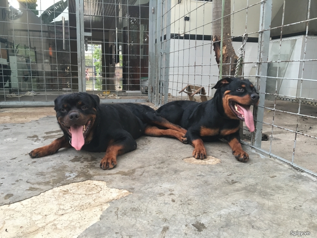 Bán chó rottweiler Secbia - 2