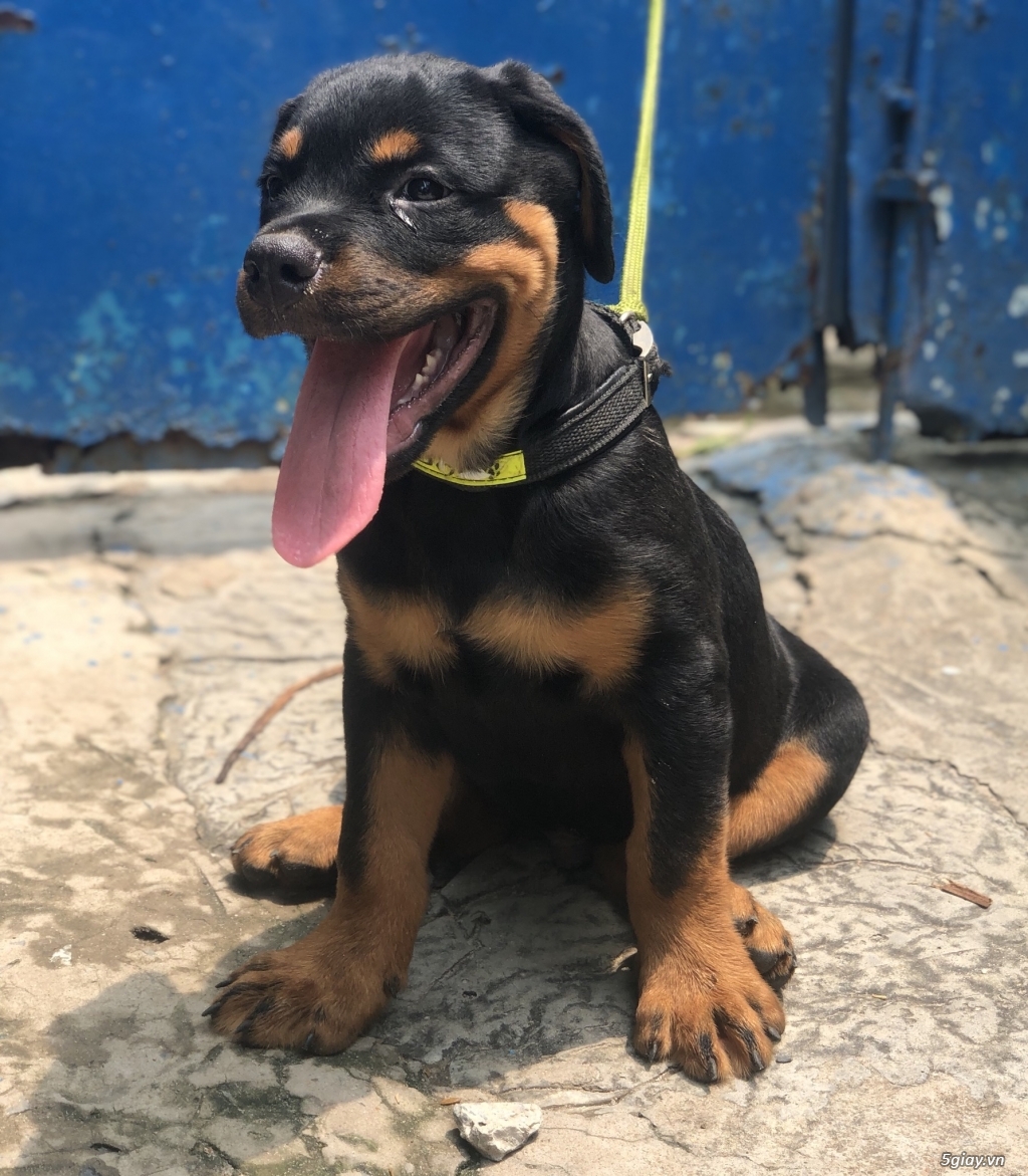 Bán chó rottweiler Secbia - 5
