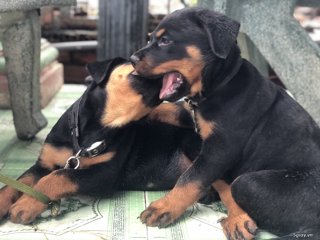 Bán chó rottweiler Secbia - 3