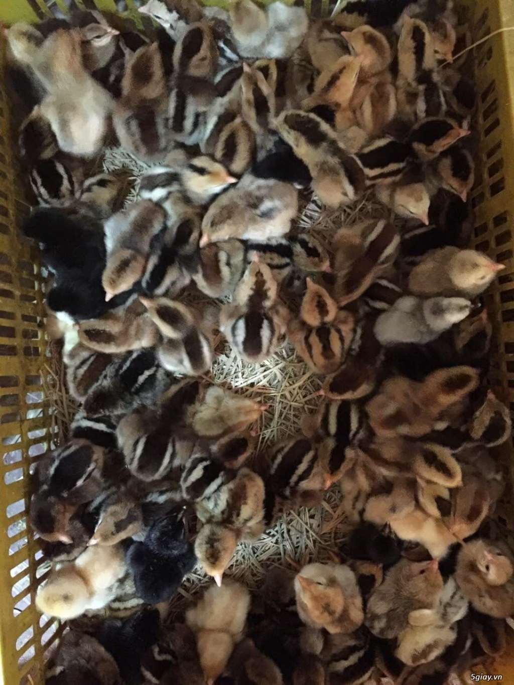 Cơ sở cung cấp giống gà ta thả vườn Thanh Bình Gò Công,Tiền Giang - 4
