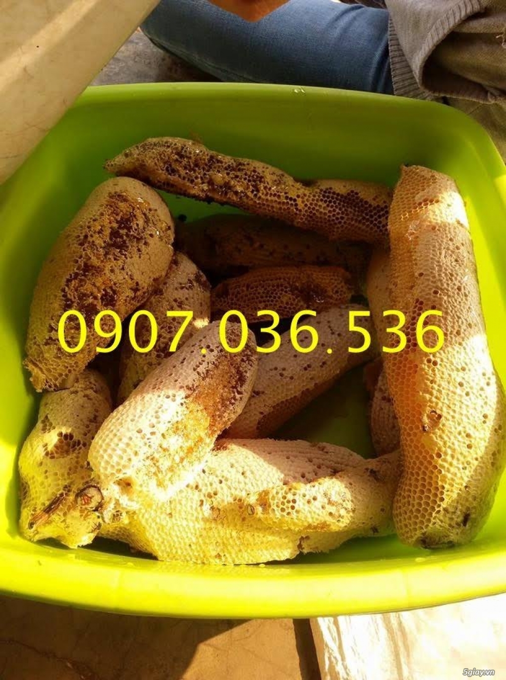 Mật ong ruồi nguyên tổ - 2