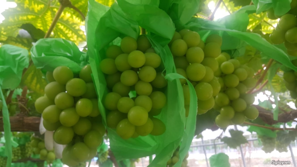 CUNG CẤP TRÁI CÂY TƯƠI HÀN QUỐC - 4