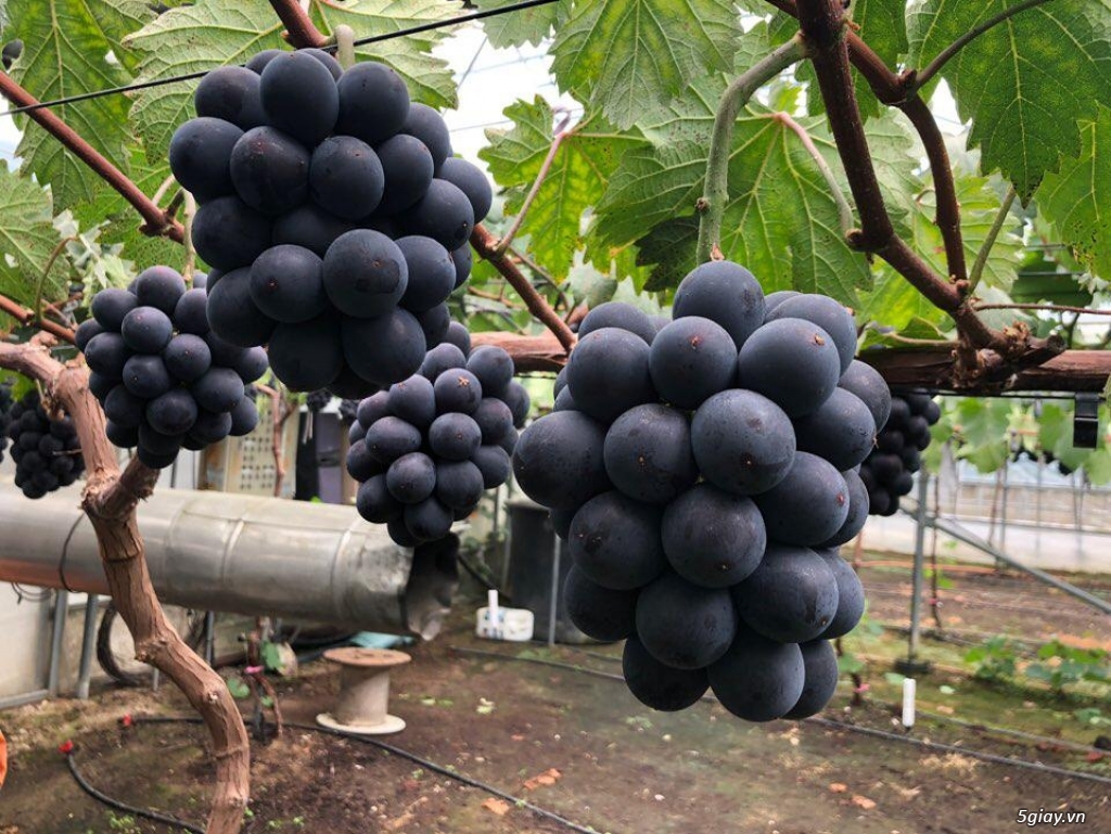 CUNG CẤP TRÁI CÂY TƯƠI HÀN QUỐC - 2