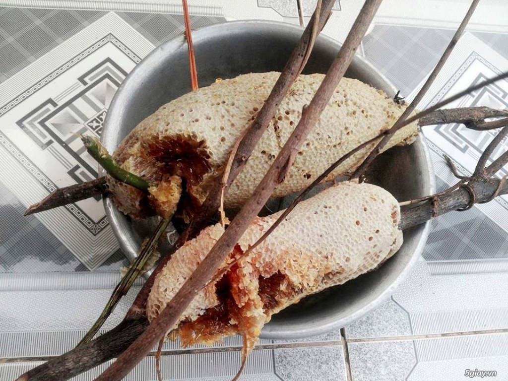 Mật ong ruồi nguyên tổ - 2