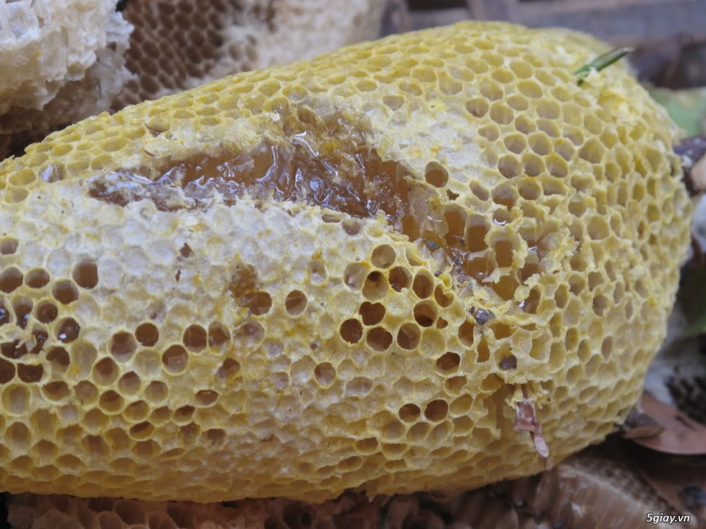 Mật ong ruồi nguyên tổ ( ong rừng) - 1
