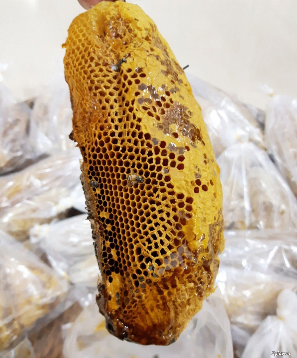 Mật ong ruồi nguyên tổ ( ong rừng) - 4