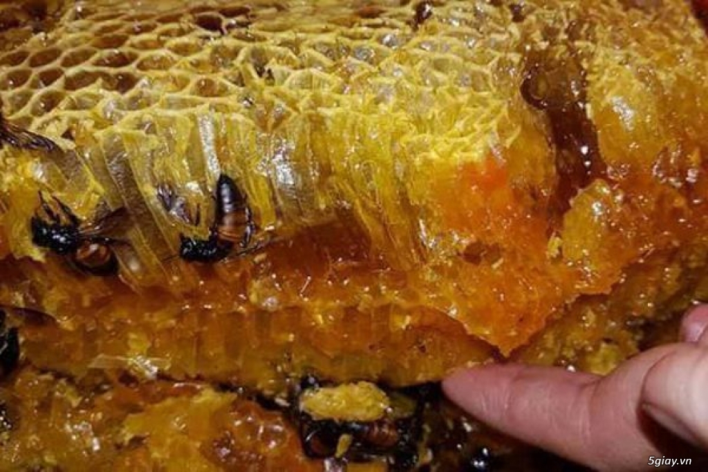 Mật ong ruồi nguyên tổ