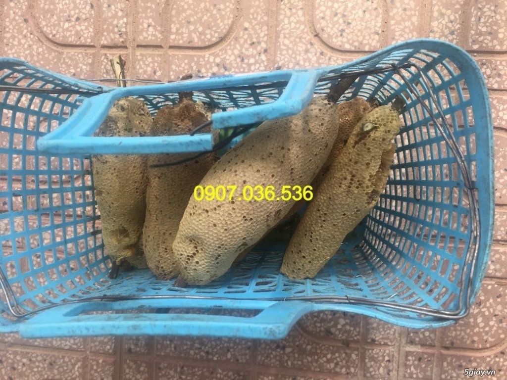 Mật ong ruồi nguyên tổ - 3