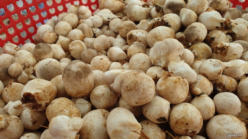 Trang Trại Nấm Xanh: nuôi trồng và cung cấp các loại nấm ăn, nấm dược - 1