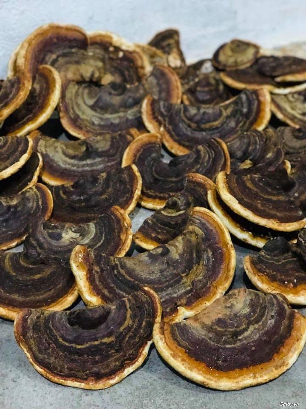 nấm linh chi-núi Chúa
