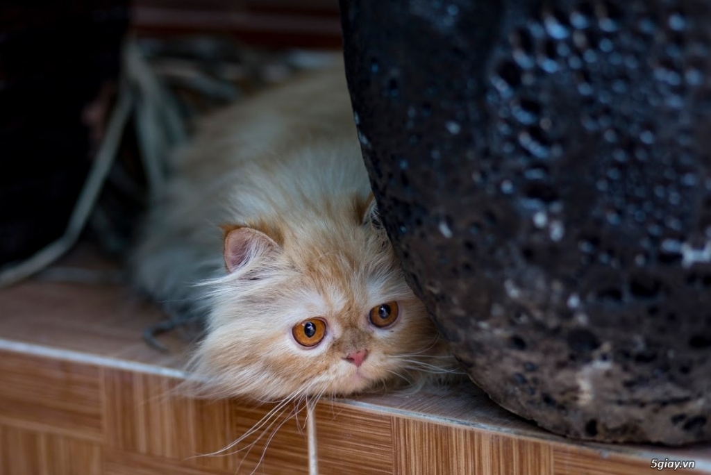 Cần Bán Mèo Ba Tư lai Anh Lông Dài hơn 2 tuổi nặng 3Kg5 - 2