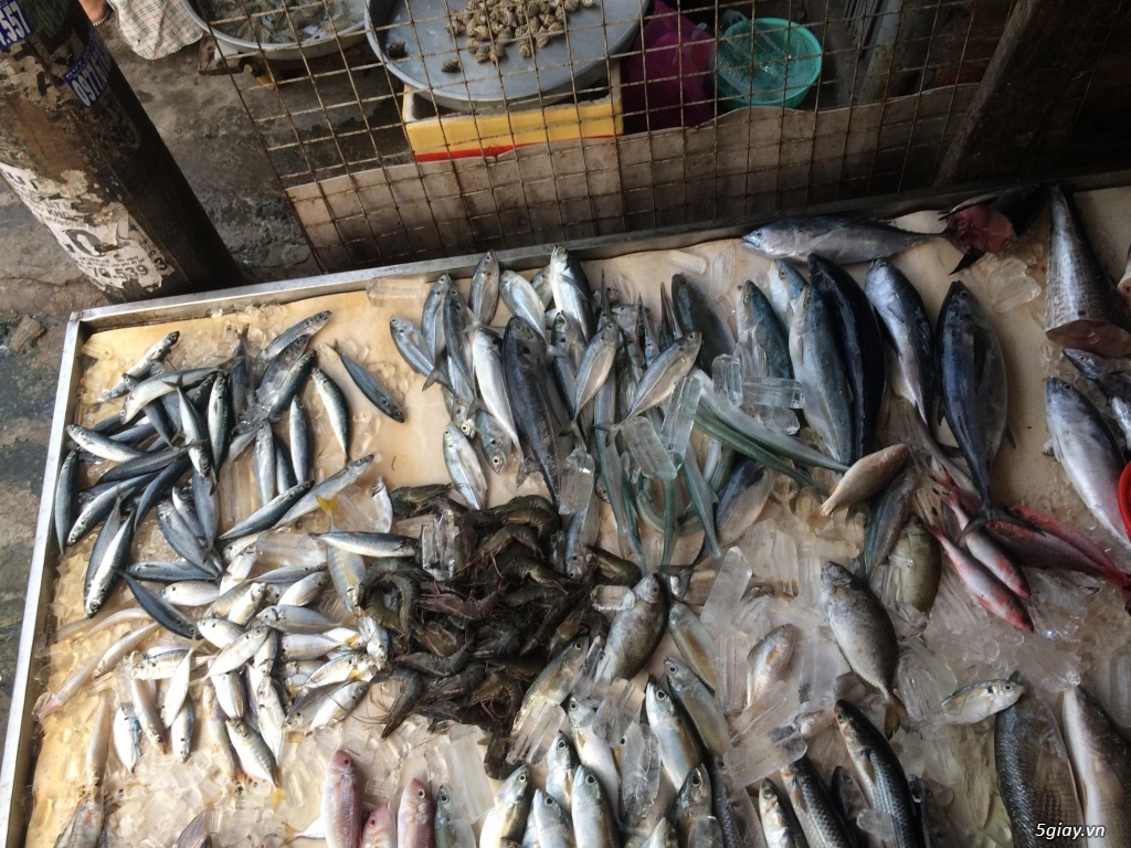 Cần Bán: Chả cá mối tươi sống ở Long Hải - Vũng Tàu - 3