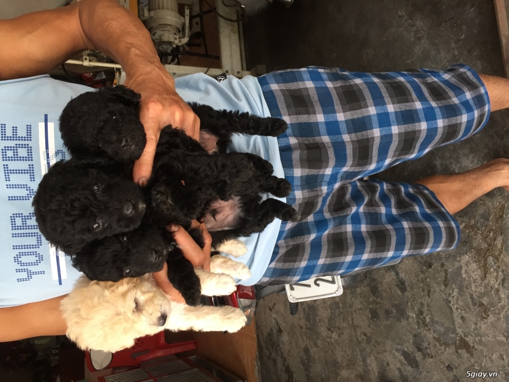 Đàn poodle tini - 4