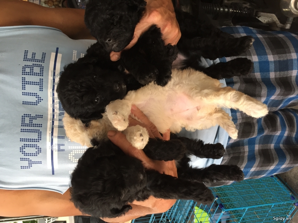 Đàn poodle tini - 2