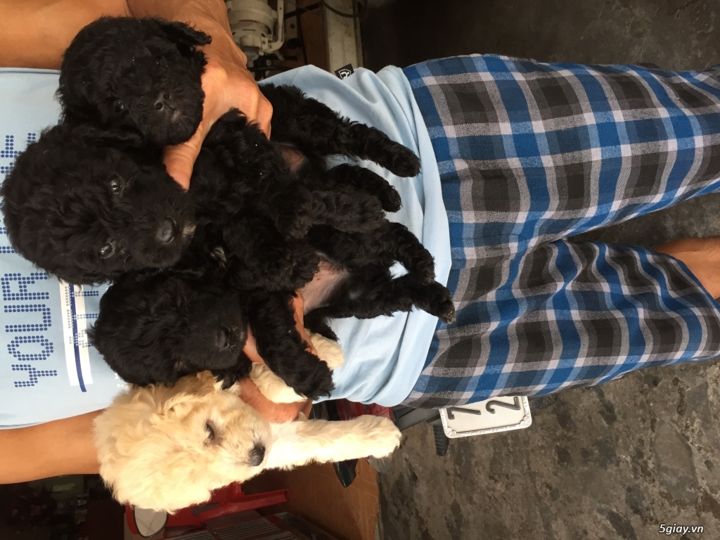 Đàn poodle tini - 3
