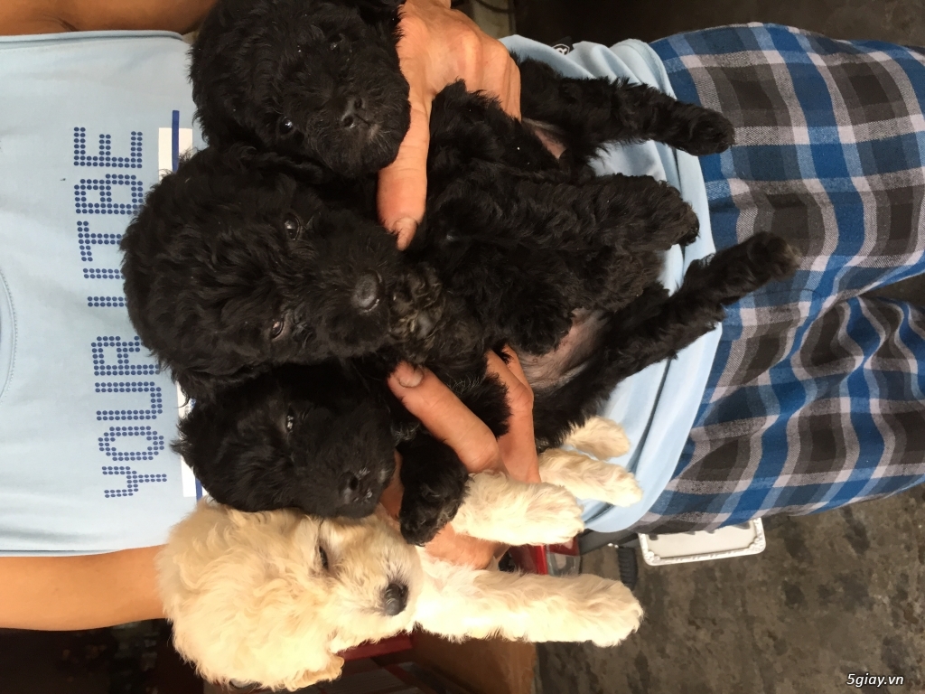 Đàn poodle tini - 1