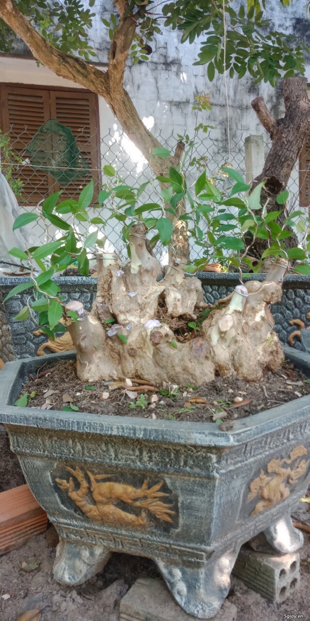 bằng lăng lá nhỏ hoa tím cây bonsai thế đẹp - 3