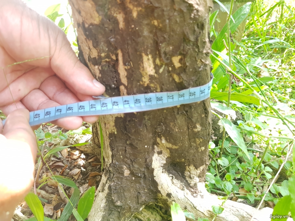 Cần bán 2 cây nguyệt quế lâu năm - 1