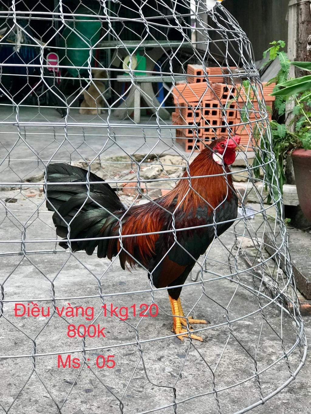 gà tre asil mỹ - 2