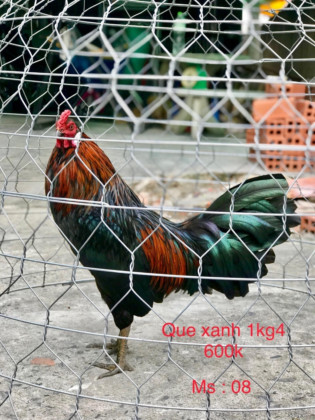 gà tre asil mỹ - 1