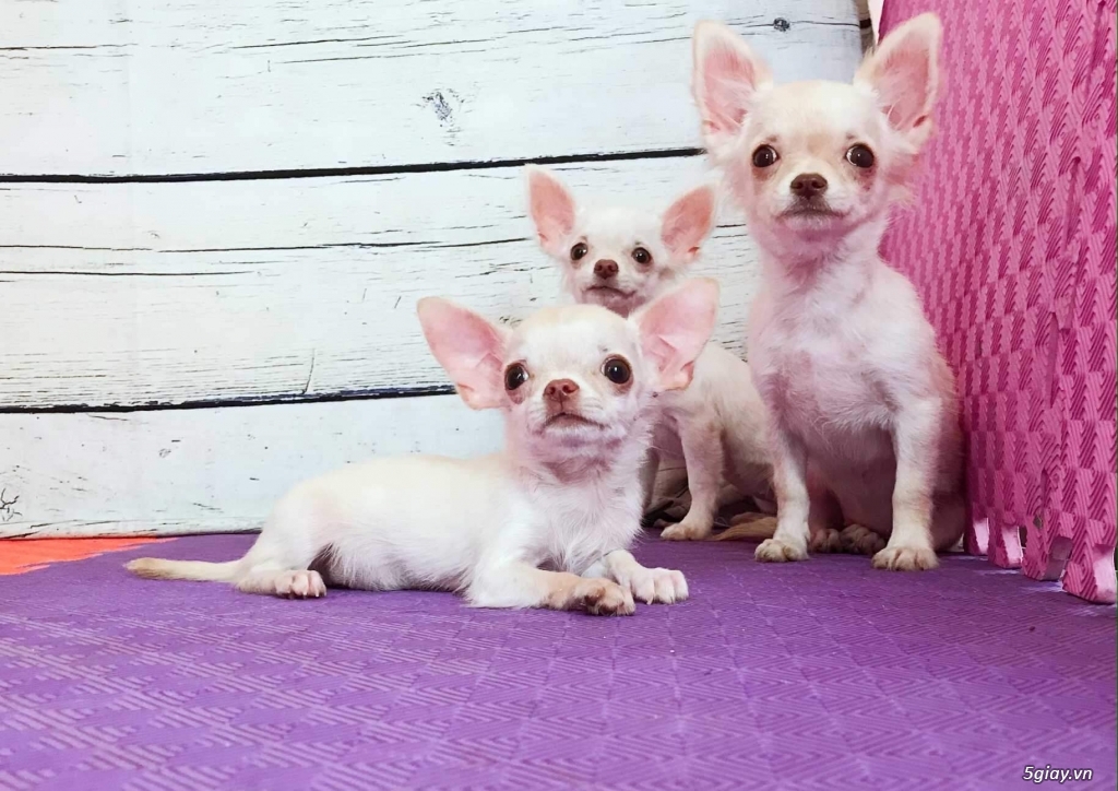 Chihuahua trắng kem Thuần chủng 3 tháng - 4