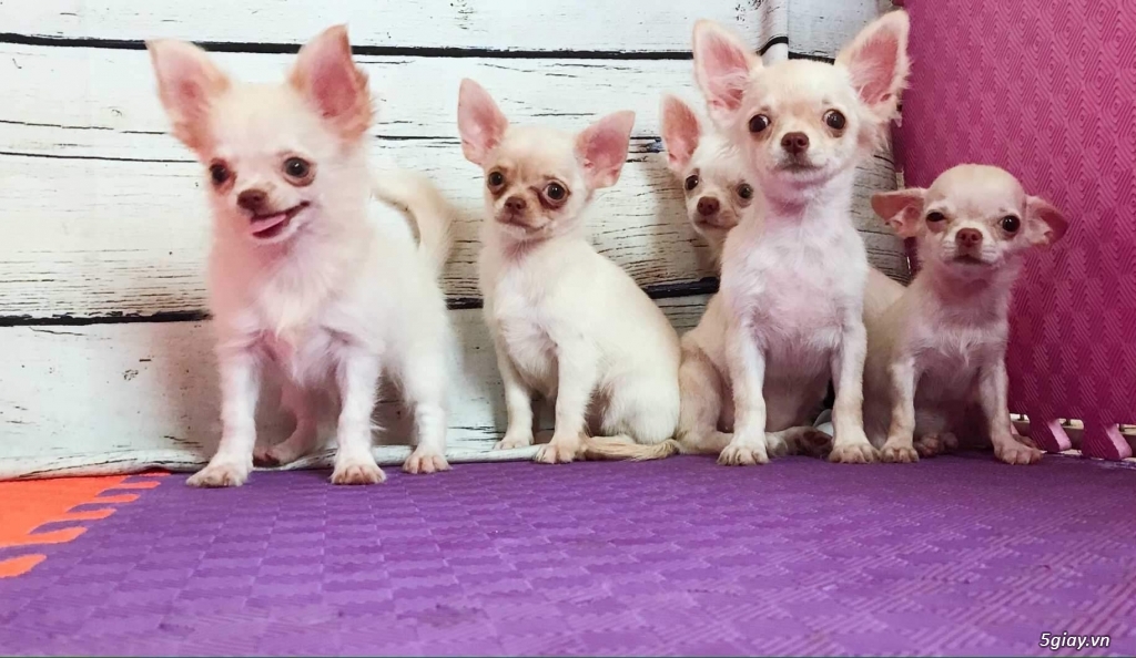 Chihuahua trắng kem Thuần chủng 3 tháng - 3