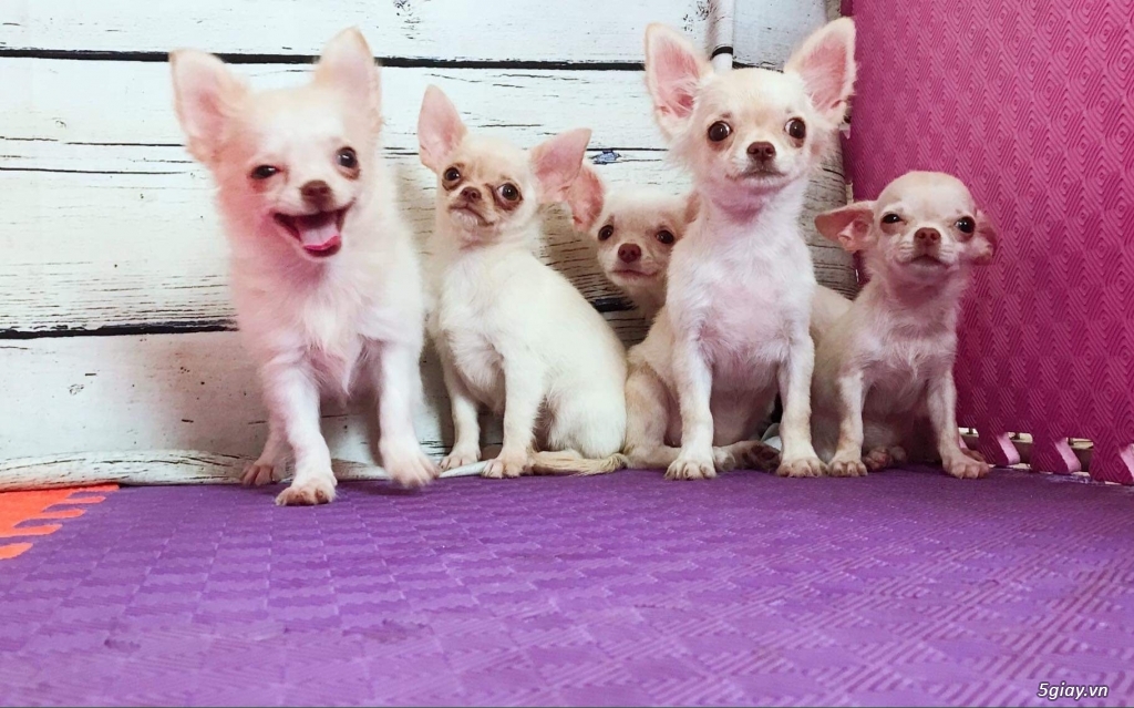 Chihuahua trắng kem Thuần chủng 3 tháng - 1