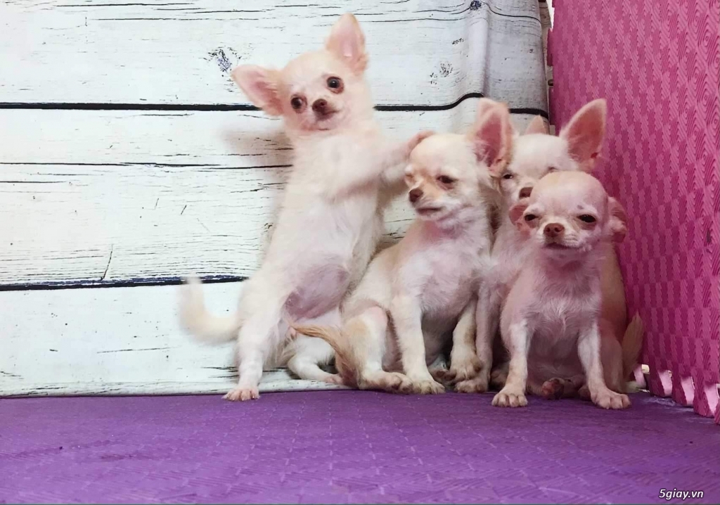 Chihuahua trắng kem Thuần chủng 3 tháng - 2