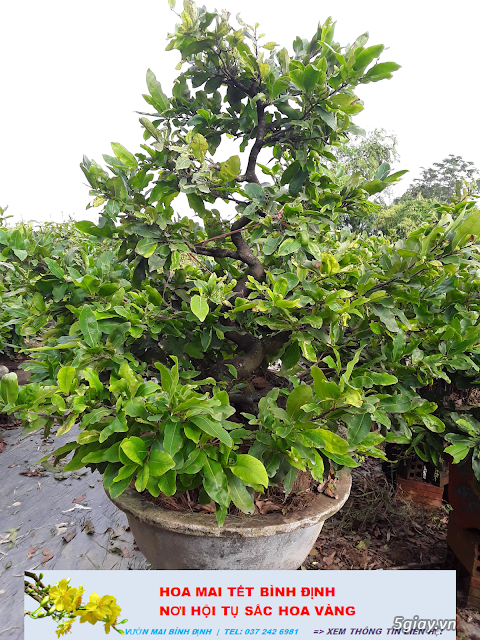 Mai Vàng Bình Định - Mai bonsai Bình Định - Mai Tết Bình Định 2020