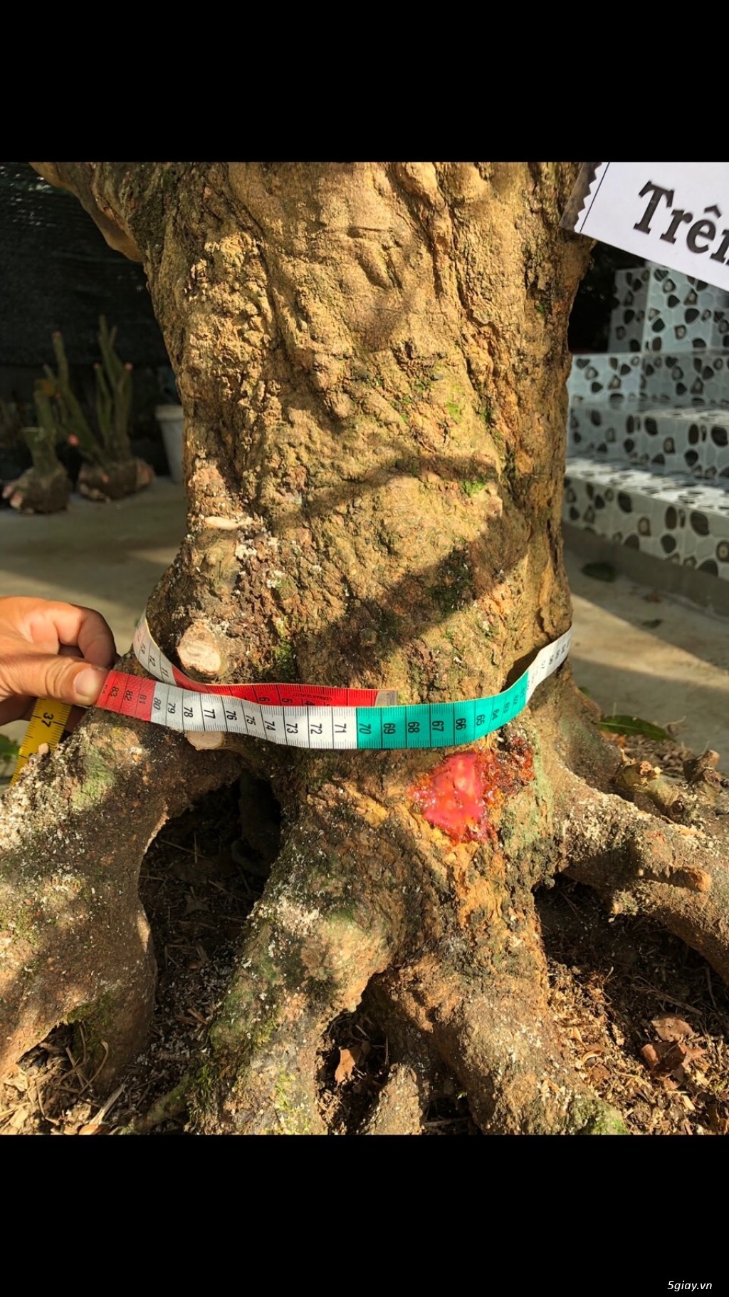 CÂY MAI VÀNG CỔ - 2