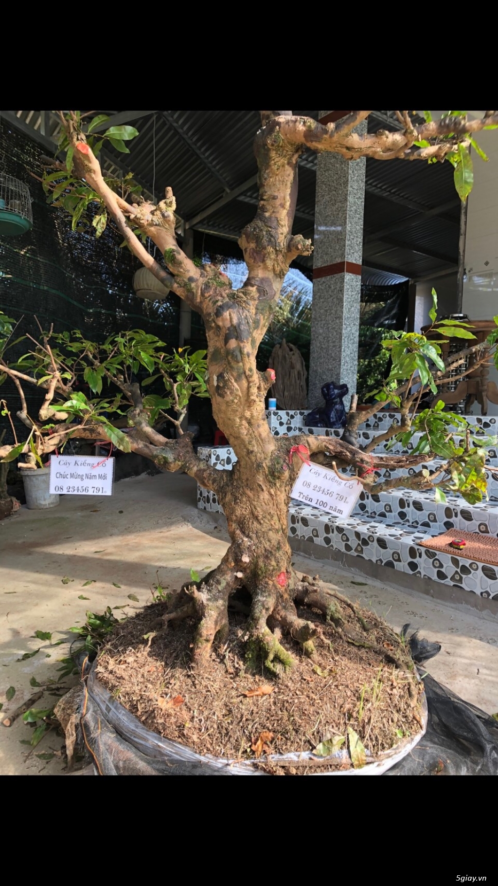 CÂY MAI VÀNG CỔ - 3