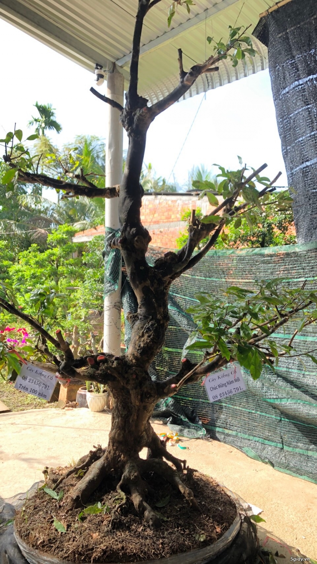 CÂY MAI VÀNG CỔ - 1