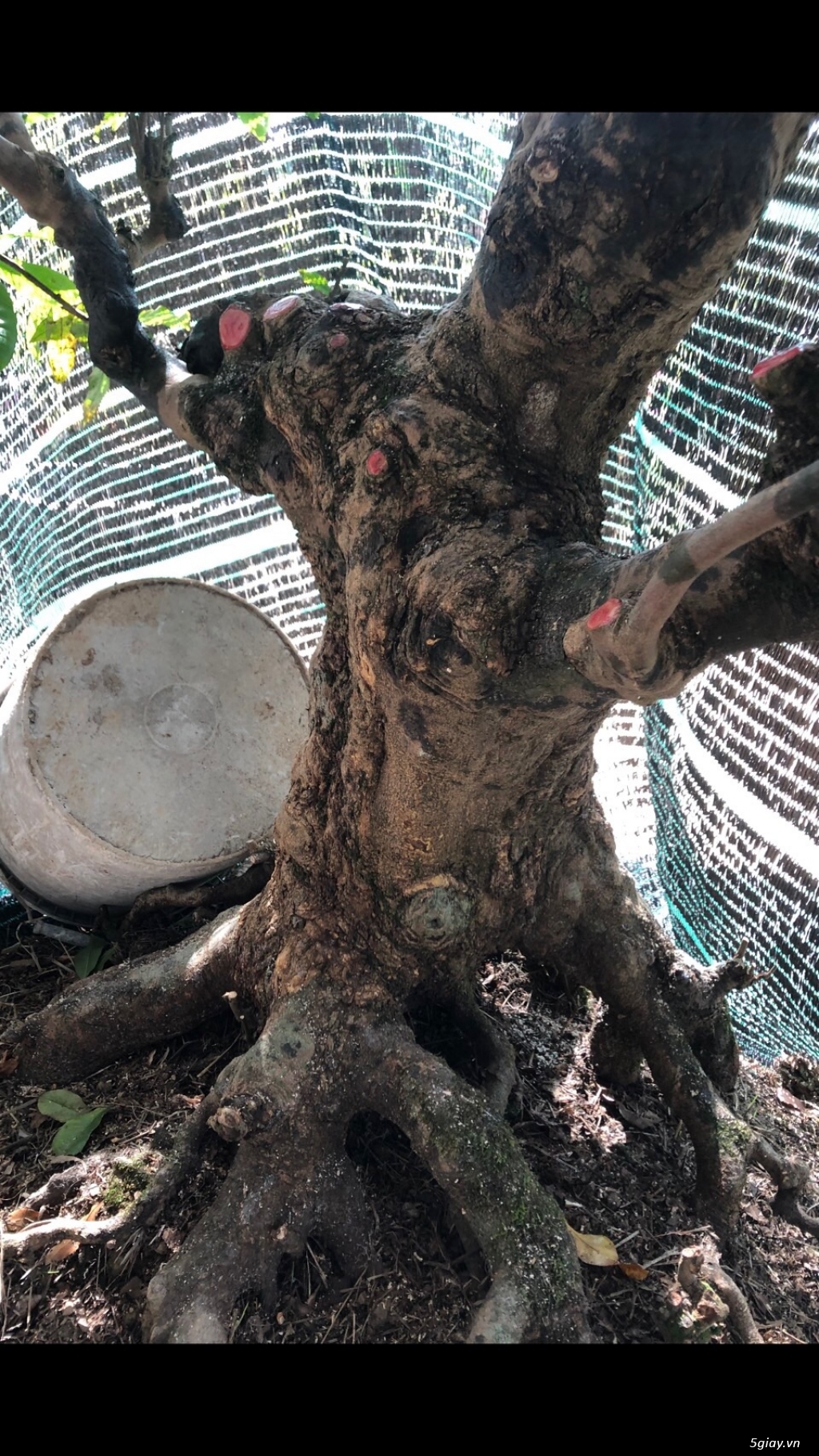CÂY MAI VÀNG CỔ