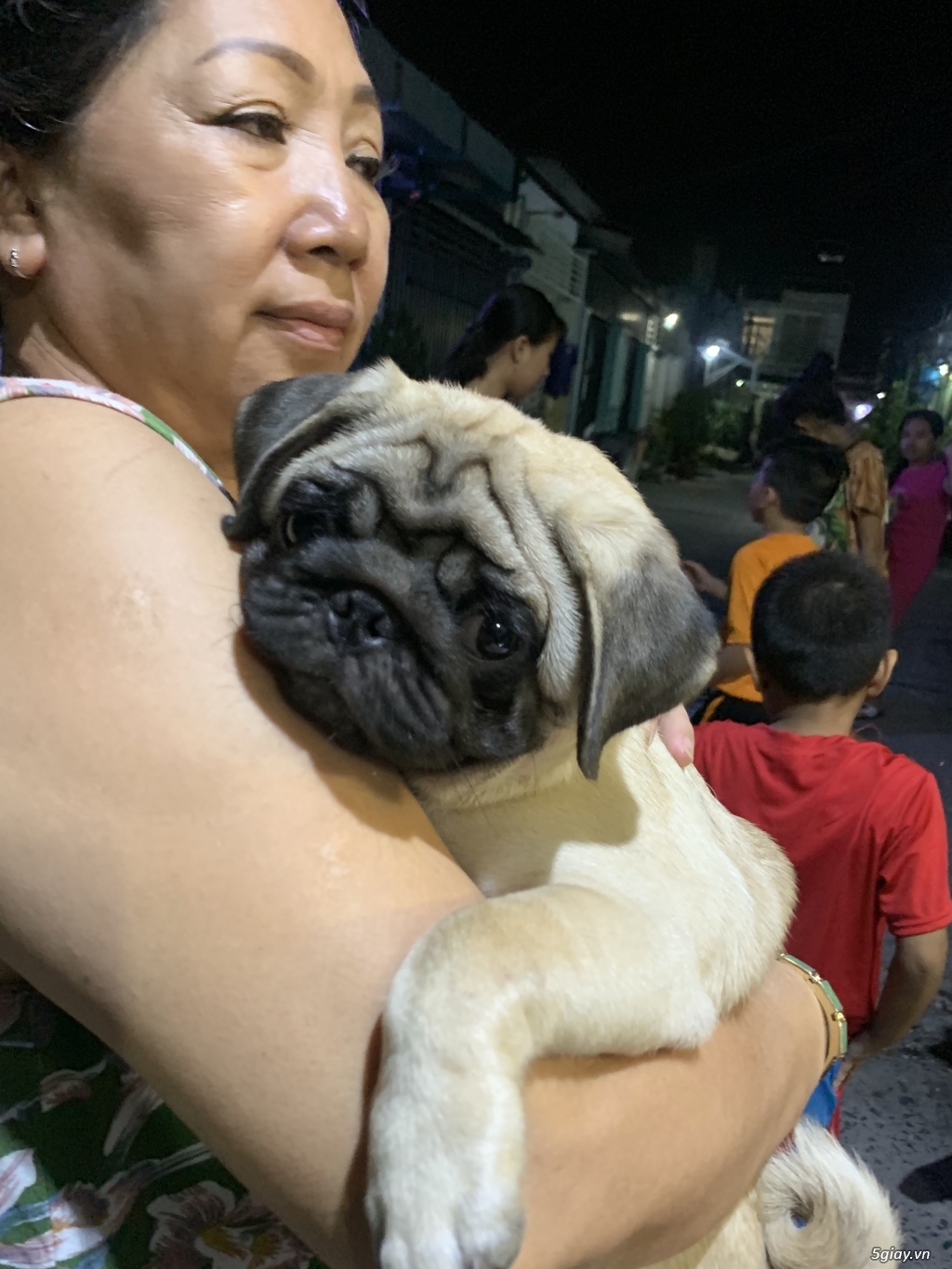 Bán em chó Pug gần 3 tháng cho ace nào nuôi cảnh hoặc để làm giống..!! - 1