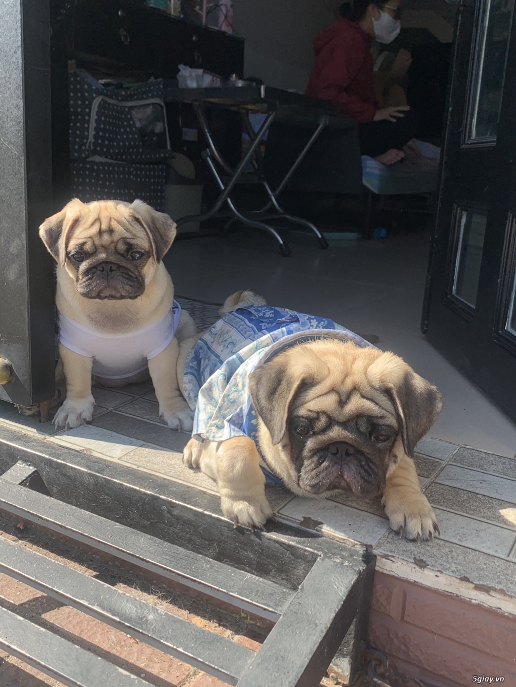 Bán em chó Pug gần 3 tháng cho ace nào nuôi cảnh hoặc để làm giống..!!
