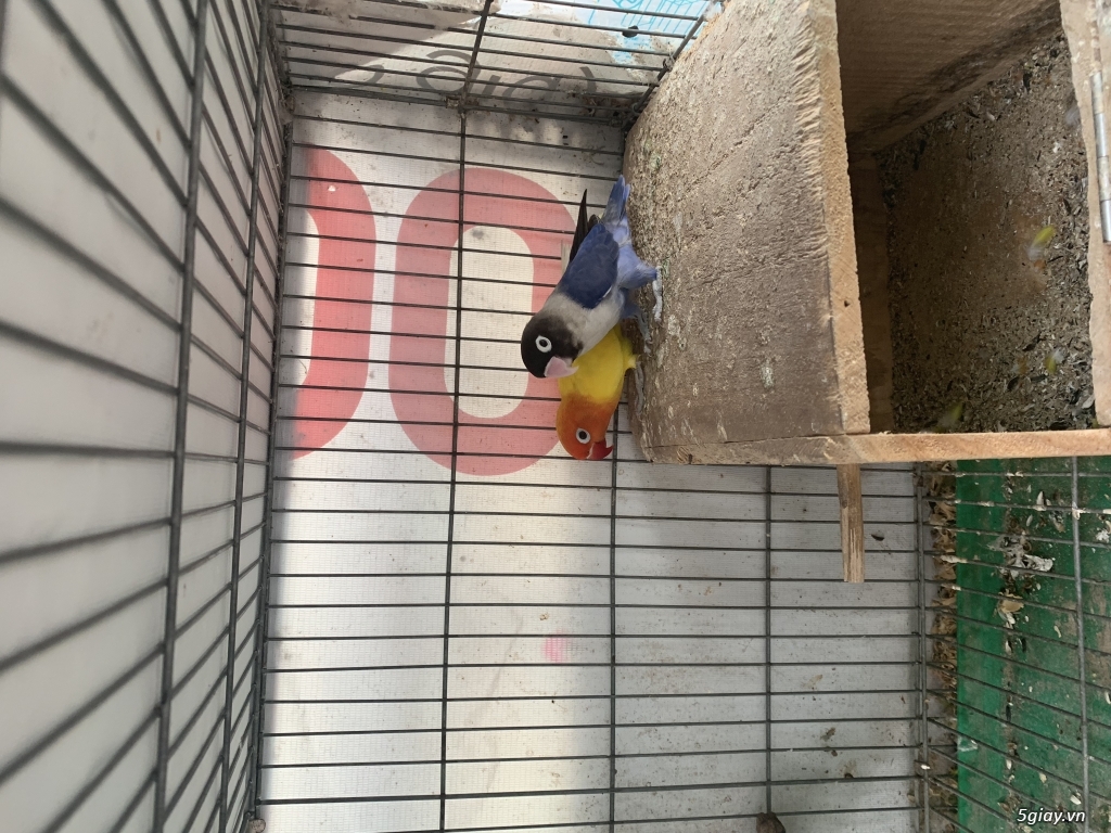 Thanh lý bầy lovebird trống mái - 1