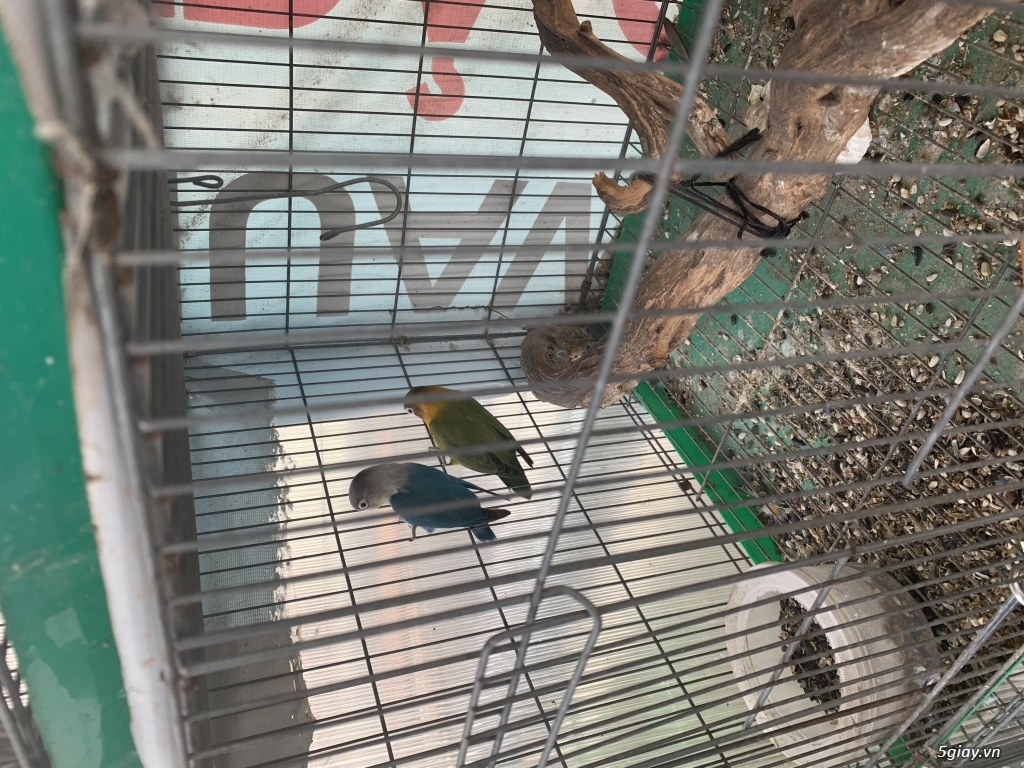 Thanh lý bầy lovebird trống mái - 2