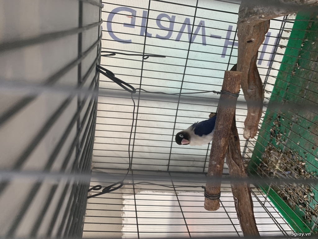 Thanh lý bầy lovebird trống mái