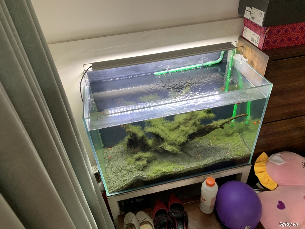 Hồ thuỷ sinh 70x35x45 - 2