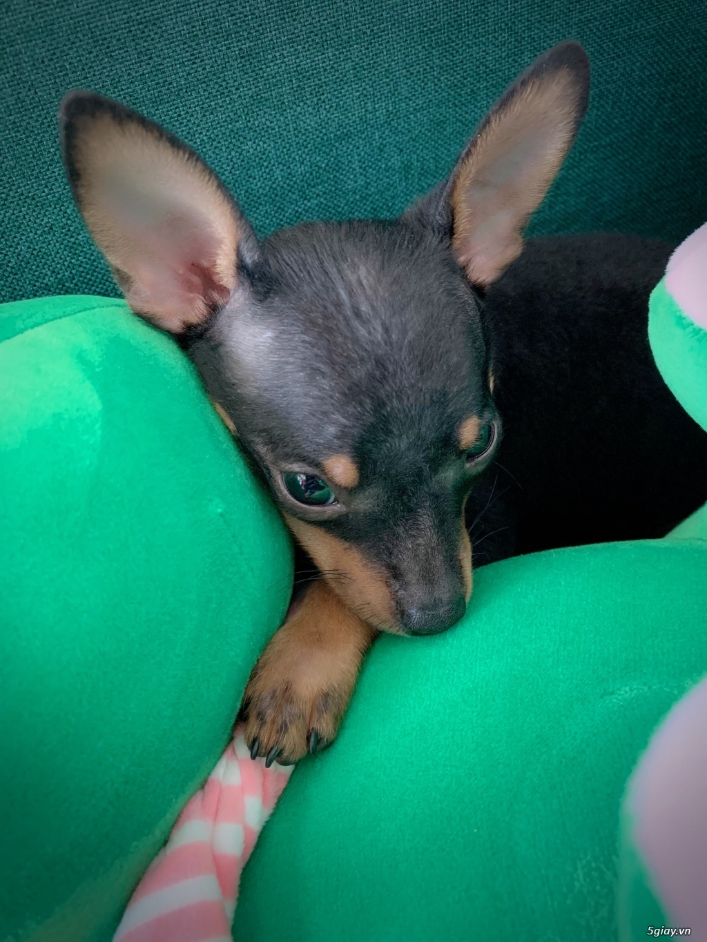 Bán chó Phốc Min Pin