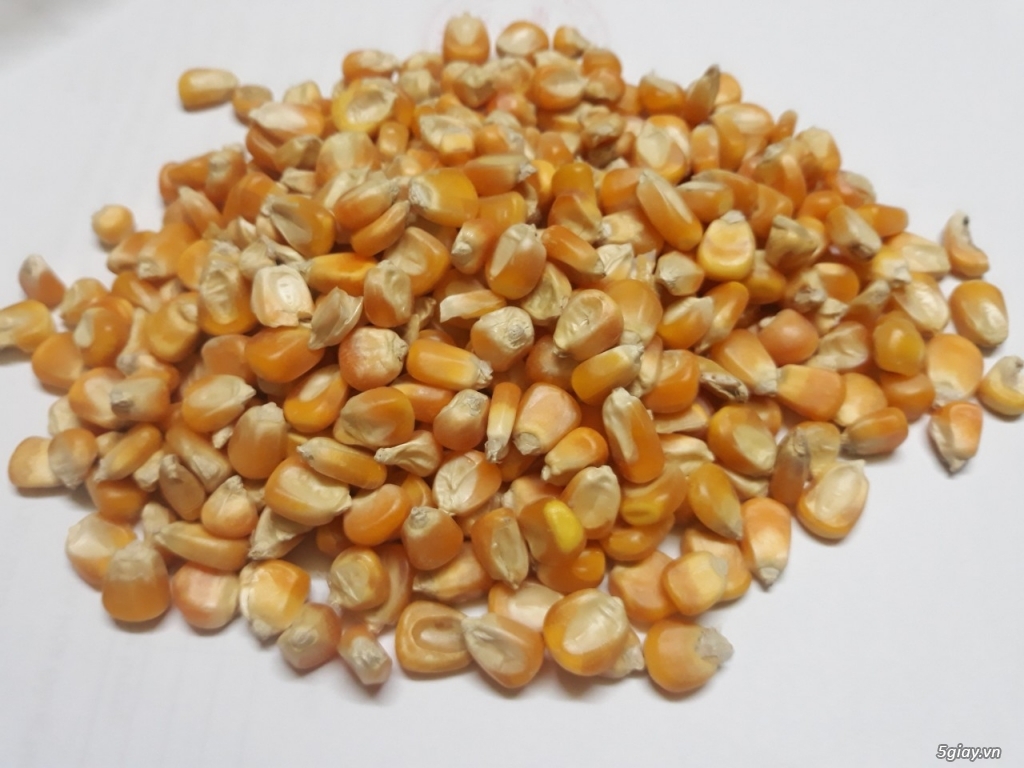 Cung cấp Bắp hạt (Làm thức ăn chăn nuôi)