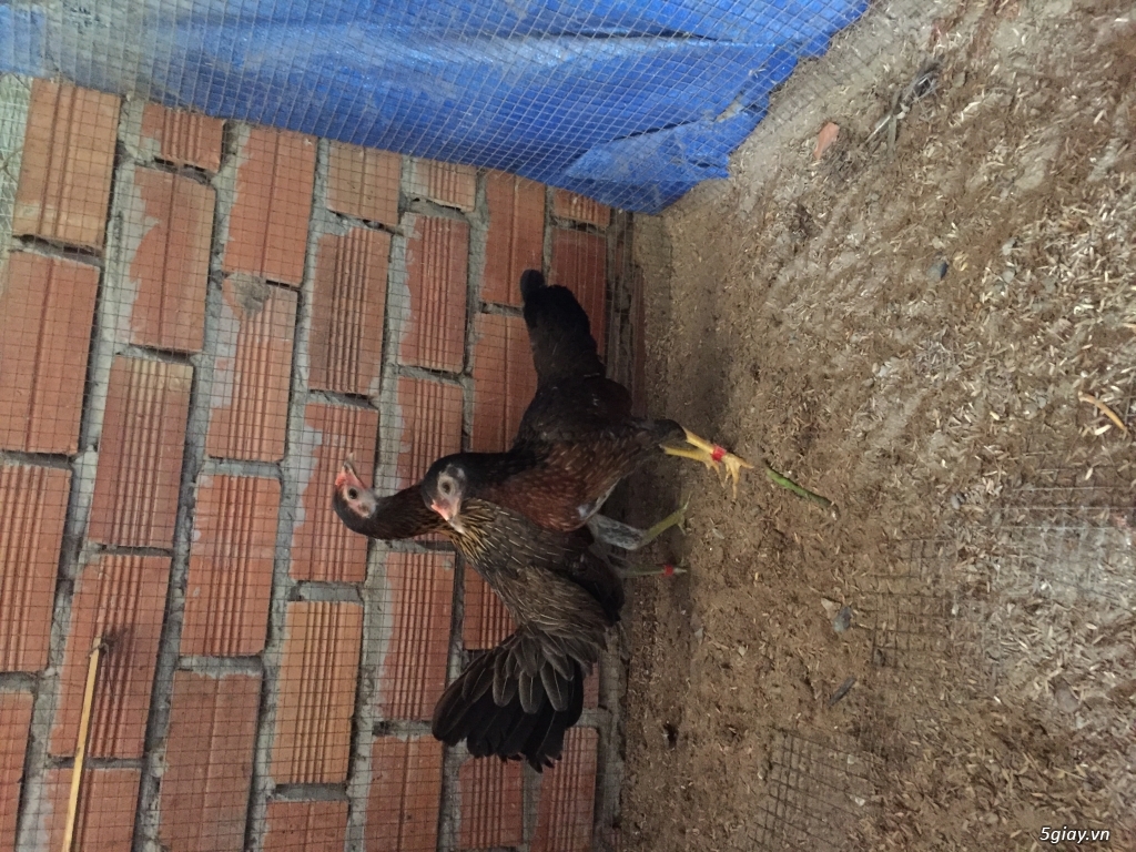 Mái mỹ hatch kenso 4 tháng