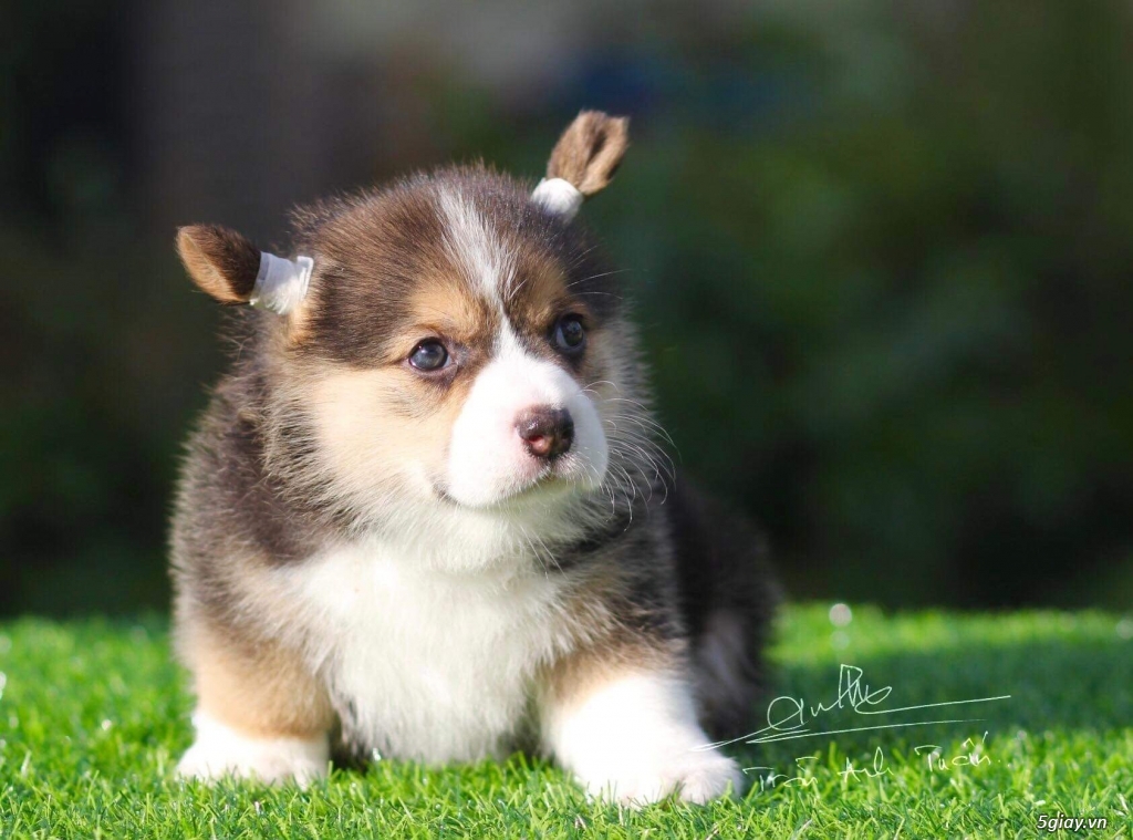 Chó corgi siêu đẹp - 2